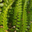 Asplenium marinum L.Asplenium marinum L.