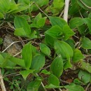 Tradescantia fluminensis VellosoTradescantia fluminensis Velloso