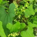 Dioscorea communis (L.) Caddick & WilkinDioscorea communis (L.) Caddick & Wilkin
