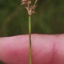 Carex echinata MurrayCarex echinata Murray