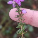 Erica cinerea L.Erica cinerea L.