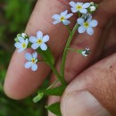 Myosotis secunda A. MurrayMyosotis secunda A. Murray