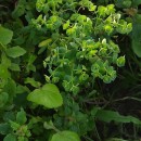 Euphorbia segetalis L.Euphorbia segetalis L.