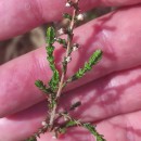Calluna vulgaris (L.) HullCalluna vulgaris (L.) Hull