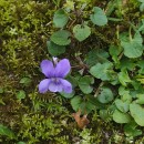 Viola riviniana Reichenb.Viola riviniana Reichenb.