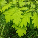 Quercus rubra L.Quercus rubra L.