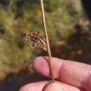 Juncus effusus L.Juncus effusus L.