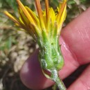 Scorzonera humilis L.Scorzonera humilis L.