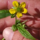 Geum urbanum L.Geum urbanum L.