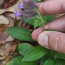 Pulmonaria longifolia (Bastard) BoreauPulmonaria longifolia (Bastard) Boreau