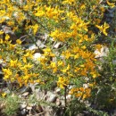 Genista triacanthos Brot.Genista triacanthos Brot.
