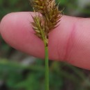 Carex leporina L.Carex leporina L.