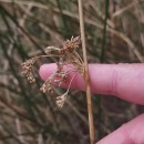 Juncus effusus L.Juncus effusus L.