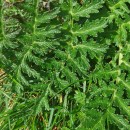 Thapsia villosa L.Thapsia villosa L.