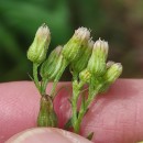 Erigeron floribundus (Kunth) Sch.Bip.Erigeron floribundus (Kunth) Sch.Bip.