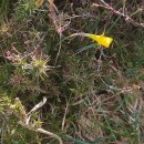 Narcissus bulbocodium L.Narcissus bulbocodium L.
