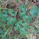 Aquilegia vulgaris L.Aquilegia vulgaris L.