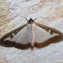 Cydalima perspectalis (Walker, 1859)Cydalima perspectalis (Walker, 1859)