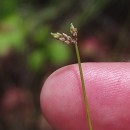 Isolepis cernua (Vahl) Roem. & Schult.Isolepis cernua (Vahl) Roem. & Schult.