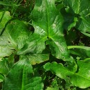Arum italicum Mill.Arum italicum Mill.