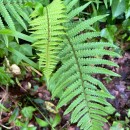 Dryopteris affinis - Grupo (Lowe) Fraser-JenkinsDryopteris affinis - Grupo (Lowe) Fraser-Jenkins