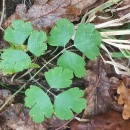 Aquilegia vulgaris L.Aquilegia vulgaris L.