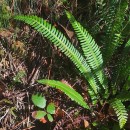 Struthiopteris spicant (L.) WeissStruthiopteris spicant (L.) Weiss