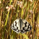 Melanargia lachesis (Hübner, 1790)Melanargia lachesis (Hübner, 1790)