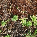 Sedum hirsutum All.Sedum hirsutum All.