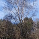 Betula celtiberica Rothm. & Vasc.Betula celtiberica Rothm. & Vasc.