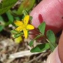 Hypericum humifusum L.Hypericum humifusum L.
