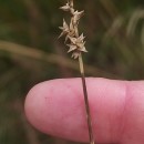 Carex echinata MurrayCarex echinata Murray