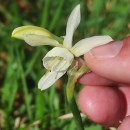 Narcissus triandrus L. subsp. triandrusNarcissus triandrus L. subsp. triandrus