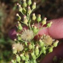 Erigeron sumatrensis Retz.Erigeron sumatrensis Retz.
