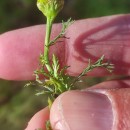 Matricaria discoidea DC.Matricaria discoidea DC.