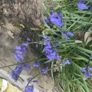 Hyacinthoides non-scripta (L.) Chouard ex Rothm.Hyacinthoides non-scripta (L.) Chouard ex Rothm.