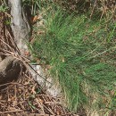 Agrostis curtisii KerguélenAgrostis curtisii Kerguélen
