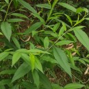 Prunus persica (L.) BatschPrunus persica (L.) Batsch