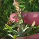 Gamochaeta antillana (Urb.) Anderb.Gamochaeta antillana (Urb.) Anderb.