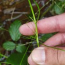 Isolepis fluitans (L.) R.Br.Isolepis fluitans (L.) R.Br.