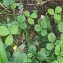 Potentilla sterilis (L.) GarckePotentilla sterilis (L.) Garcke