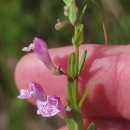 Scutellaria minor Huds.Scutellaria minor Huds.