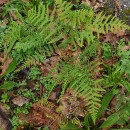 Pteridium aquilinum (L.) KuhnPteridium aquilinum (L.) Kuhn