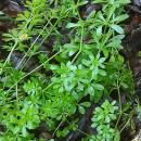 Galium aparine L.Galium aparine L.