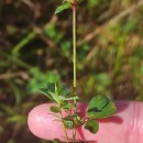 Lotus pedunculatus Cav.Lotus pedunculatus Cav.