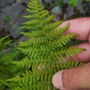 Athyrium filix-femina (L.) RothAthyrium filix-femina (L.) Roth