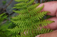 Athyrium filix-femina (L.) RothAthyrium filix-femina (L.) Roth