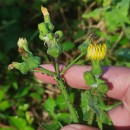 Sonchus oleraceus L.Sonchus oleraceus L.