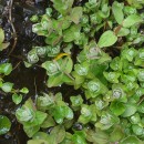 Hypericum elodes L.Hypericum elodes L.
