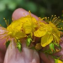 Hypericum undulatum Schousb. ex Willd.Hypericum undulatum Schousb. ex Willd.